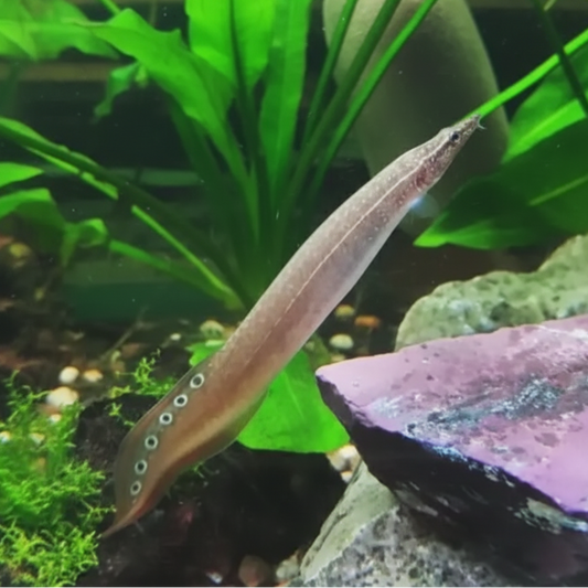A live eel fish swimming in a green aquarium with plants and rocks.