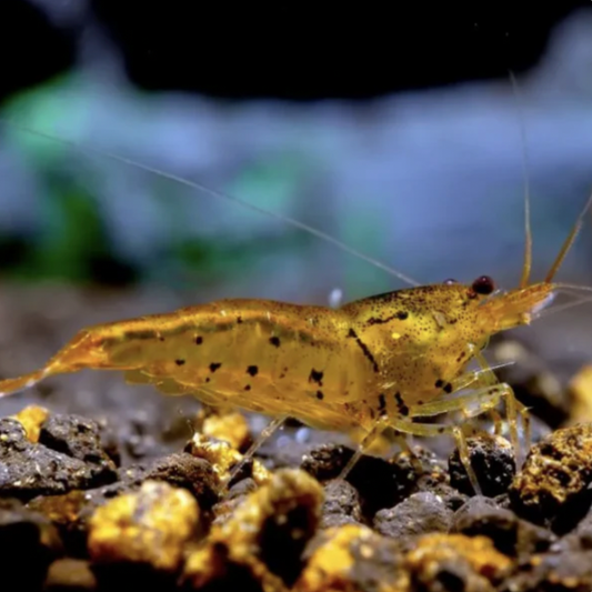 Tangerine coloured Tiger Shrimp 