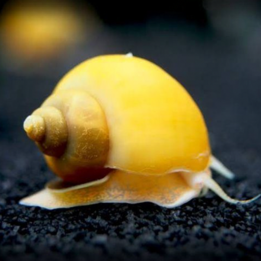 Yellow snail on a dark surface