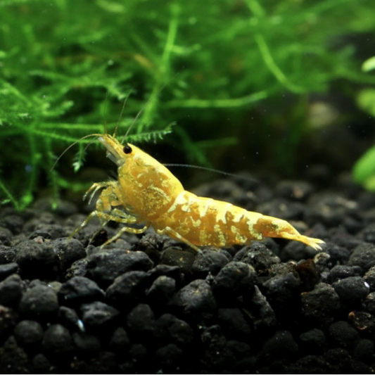 Yellow Pinto Shrimp on black gravel with green moss background.